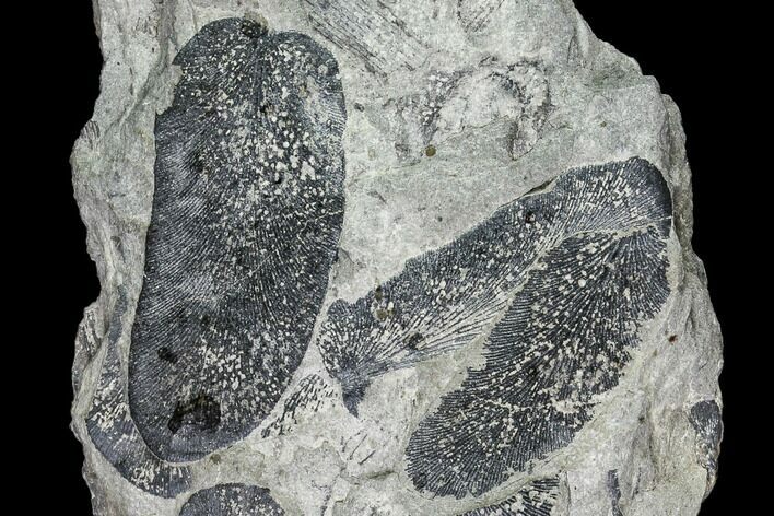Two Pennsylvanian Fossil Ferns - Kentucky #112911